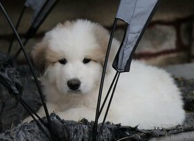 Prodej štěňátek Pyrenejský horský pes s průkazem původu - 4