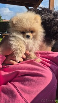 Pomeranian Creme - čistokrevný kluk - 4