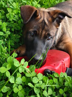 Belgický ovčák malinois - 4