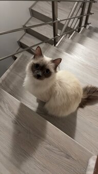 Ragdoll - 4