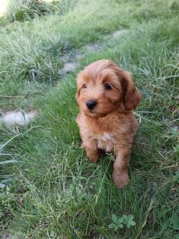 Maltipoo,maltipo - 4