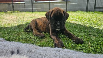 Nemecký boxer šteniatka s PP (50km od Rožnova p. R.) - 4