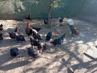 Kohouti marans Brno - 4