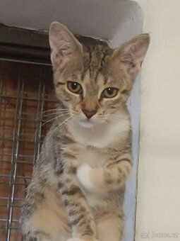 Koťata kočky domácí - 4