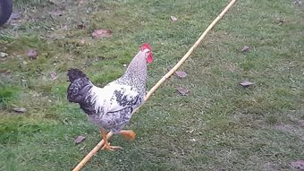 nabízím letošní mladé kohoutky - 4