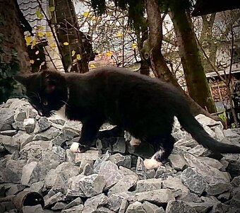 Sibiřské koťata - 4