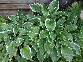 Přebytky ze zahrady - 4