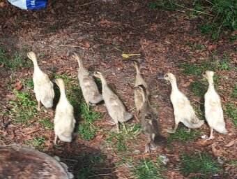 Indický běžec - 4