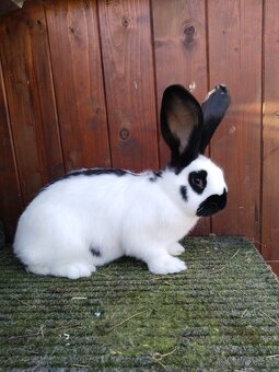 Německý obrovitý strakáč - 4