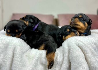 Rotvajler, Rottweiler, rtw s pp - 4