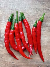 semínka chilli - 4