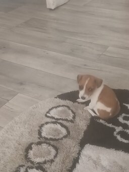 Jack Russel teriér - 4