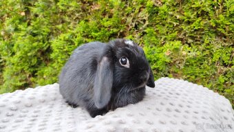 Zakrslý beránek, králíček, králík - ELLA - 4