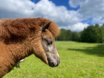 shetland pony klisnička s PP - 4