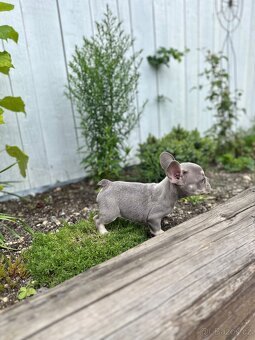 Francouzský buldoček / French bulldog s PP - 4