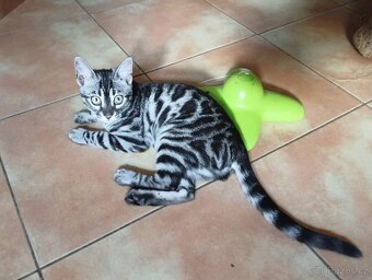 Bengálská kočička Luna - 4