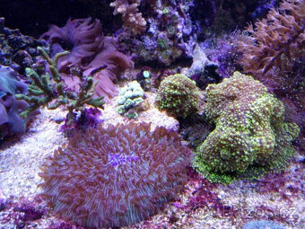 Mořské akvária. - 4