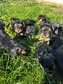 Štěňátka yorkšíra bez PP - 4