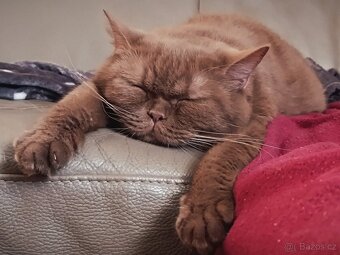 Vánoční britská koťátka - 4