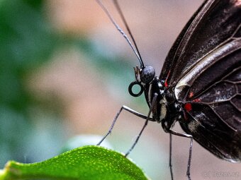 7artisans 60mm macro e-mount - 4