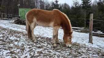 hafling - kobyla - 4