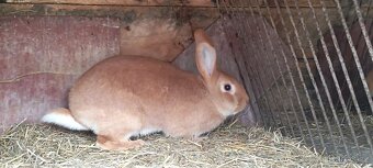 Burgundská samice - 4