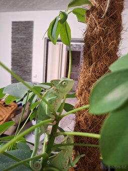 chameleon jemenský - 4