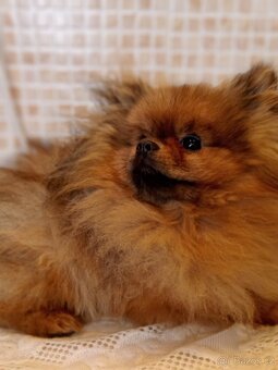 Pomeranian s PP FCI - 4