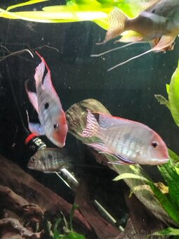 Geophagus Tapajós red head - 4