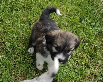Aussiedoodle - 4