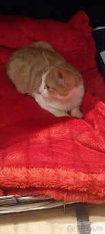 Hledá se domov pro koťátko - 4