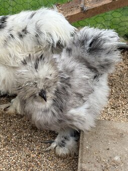 Nabízím nasadova vejce - 4