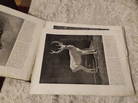 Ze života zvířat mžikové fotografie dle přírody - 4