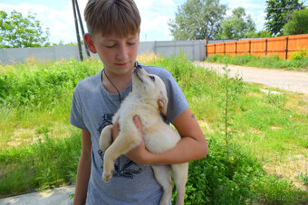 Šteňátka - 4