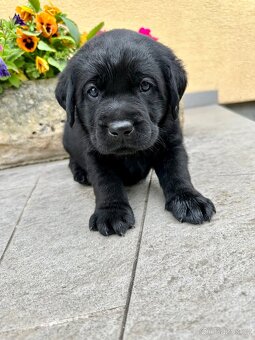 Labradorský Retriever s PP - 4
