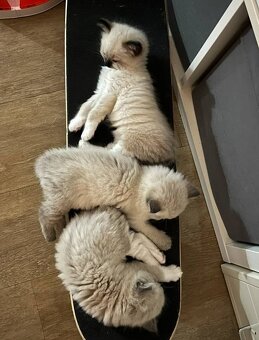 Ragdoll koťátka - 4