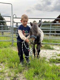 Pony jen do skvělých rukou :-) - 4