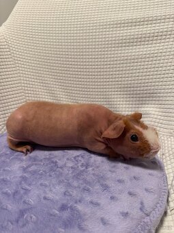 Skinny morče mládě sameček s PP - 4