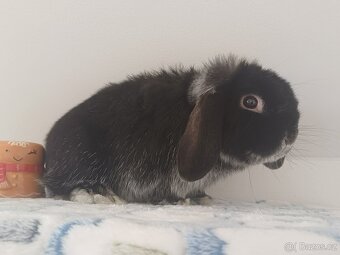 Volný Sameček Anglický Zakrslý Beránek MiniLop🤍 - 4