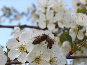 Med přímo od včelaře, Thomes - 4