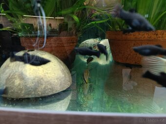 Black molly - 4