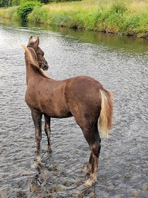 Klisnička Welsh pony, sekce B na prodej - 4