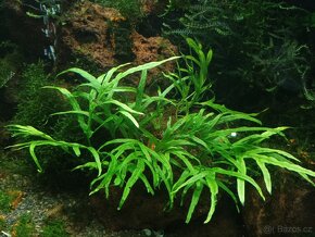 Akvarijní mechy - 4