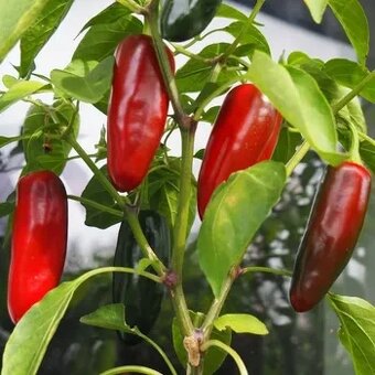 Sazenice rajčata, okurky nakládačky, papriky chilli a sladké - 4