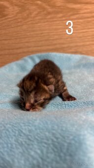 Koťátka hledají nový domov 🐾 - 4