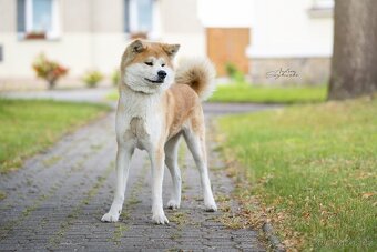 Štěňátka Akita inu s PP - 4