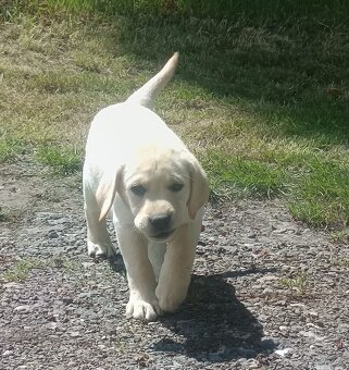 Nabídka štěněte labradorského retrievera - 4