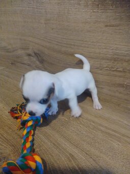 Štěňátka Jack Russell - 4