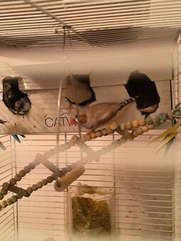 Kanarci Žebříčky,Chuvicky - 4