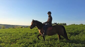 Huculská klisna, hucul, rekreace, vyjížďky, hipoterapie. - 4